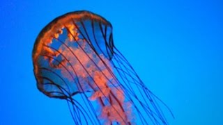 How to Treat a Jellyfish Sting [upl. by Serrell679]