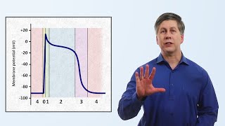 The Cardiac Action Potential [upl. by Yerffeg]