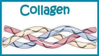 Collagen  Structure classification biosynthesis and clinical importance [upl. by Wemolohtrab112]