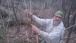 Berry pruning and propagating gooseberry [upl. by Malha274]