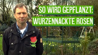 Wurzelnackte Rosen pflanzen  Der Grüne Tipp [upl. by Eniledgam]