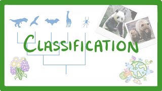 GCSE Biology  Classification 80 [upl. by Rossing]