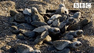 Baby turtles first steps  BBC [upl. by Siramad300]