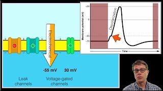 The Action Potential [upl. by Emsmus653]