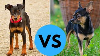 Chihuahua vs Miniature Pinscher Comparison [upl. by Gulick]