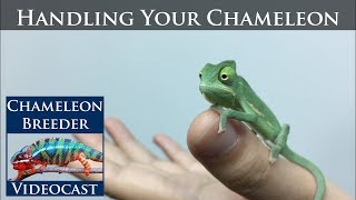 Handling Your Chameleon [upl. by Petigny]