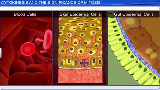 CBSE Class 11 Biology  Cell Cycle and Cell Division  Full Chapter  By Shiksha House [upl. by Roosevelt219]