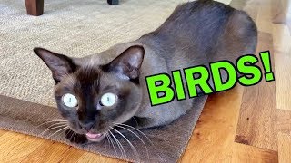 Burmese Cats Chattering and Talking about Birds Cute amp Funny [upl. by Charmane641]