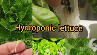 Hydroponic Lettuce For beginner AT Home [upl. by Atikal183]