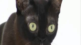 Burmese Cats 101 Animal Planet [upl. by Kabob]