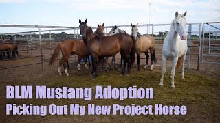 BLM MUSTANG ADOPTION  Picking Out My New Project Horse [upl. by Ryun]