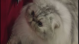 Persian Cats Meet the Breed with Petco [upl. by Nosro]