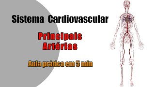 ARTÉRIA SUBCLÁVIA E SEUS RAMOS  Anatomia teórica [upl. by Alrahs]