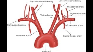 Anatomy of the Aorta [upl. by Oramlub584]