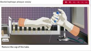 Bacteriophage Plaque Assay for Phage Titer UPDATED [upl. by White]