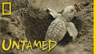 Surviving Sea Turtles  Untamed [upl. by Airahs]