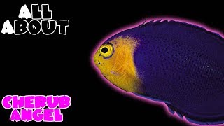 All About The Cherub Angelfish or Pygmy Angelfish [upl. by Fafa896]