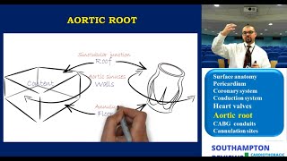 Cardiac Anatomy Aortic Root Anatomy [upl. by Acinet328]