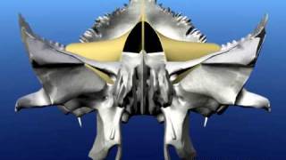 Craniosacral movement animated [upl. by Gnagflow176]