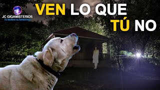 12 COSAS que los PERROS son CAPACES de VER y SENTIR pero TÚ NO [upl. by Redmer]