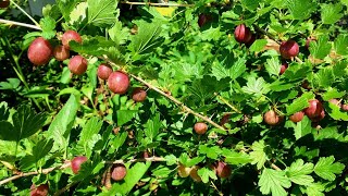 5 Reasons to Grow Gooseberries [upl. by Anahc977]