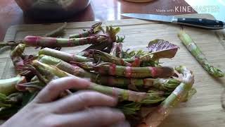 Cooking Japanese Knotweed and Forageing [upl. by Oflodor804]