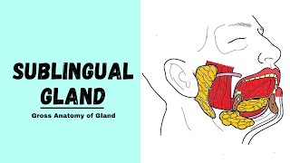 The Integumentary System Part 1  Skin Deep Crash Course Anatomy amp Physiology 6 [upl. by Lalla95]