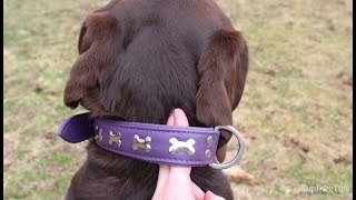 How Tight Should a Dog Collar Be [upl. by Nothsa]