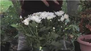 Flower Gardening  How to Grow Chrysanthemums From Seed [upl. by Mattox917]