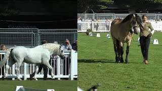 Dublin Horse Show Connemara Pony Stallion Parade RDS 2017 [upl. by Lionello]