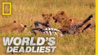 Lions vs Zebra  Worlds Deadliest [upl. by Ursi824]