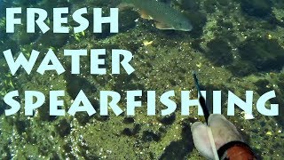 Freshwater Spearfishing in a Small River 2018 [upl. by Weintrob]