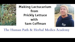 How to make Lactucarium from Opium Lettuce [upl. by Erastus303]