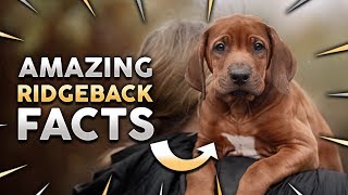 Top 10 RHODESIAN RIDGEBACK Facts [upl. by Behm]