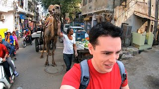 Exploring the Crazy Streets of Jaipur India 🇮🇳 [upl. by Iel966]