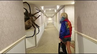 Worlds largest Spider Ever [upl. by Conn]