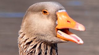 Greylag goose honk  call sounds courtship [upl. by Perlis]