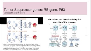 Tumor suppressor genes RB gene and p53 [upl. by Wiatt]