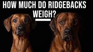 How Much Do Rhodesian Ridgebacks Weigh [upl. by Valry]