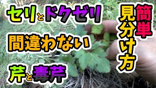 【おいしい野草山菜】セリとドクゼリの見分け方を実際に山菜採りしながら説明します。芹と毒芹。同じ場所に生えるので万が一が心配ですよね。おいしい山菜セリとドクゼリしっかり見分けて採りましょうね [upl. by Eel]