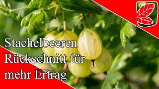 Stachelbeeren richtig schneiden [upl. by Tterrab]