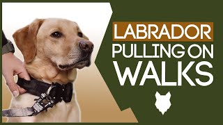 LABRADOR TRAINING How To Stop Your Labrador Pulling On Walks [upl. by Ateuqram]