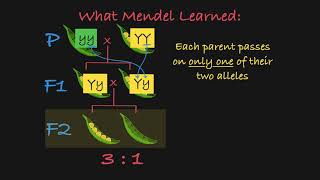 Mendels P F1 and F2 Generations Explained [upl. by Leiru]