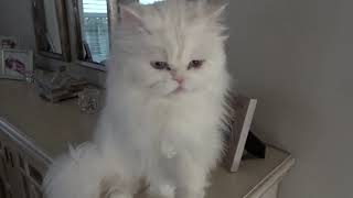 Persian cat talking cat talk with me [upl. by Assenej]