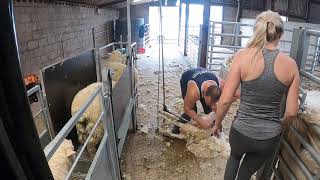 Lamb shearing [upl. by How436]