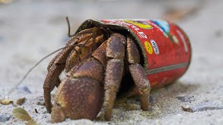 Hermit Crabs Use Litter for Shells  Wild Thailand  BBC Earth [upl. by Esihcoc26]