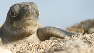 Turtle Hatchlings Face Death While Dashing to Ocean [upl. by Starlin]