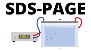 SDSPAGE explained  Protein Separation Technique [upl. by Ruelu]