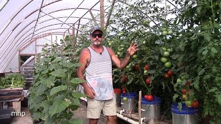 Adjusting the Watering Schedule in Dutch Bucket Hydroponics [upl. by Ogir]