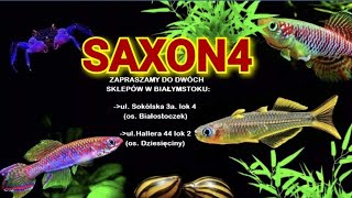 SKLEP ZOOLOGICZNY BIAŁYSTOK SAXON [upl. by Tandie436]